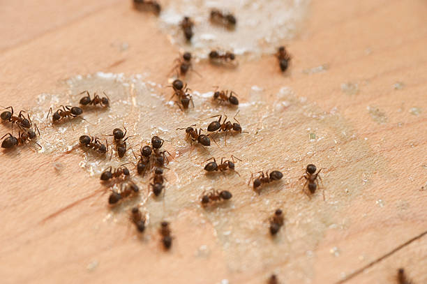 Best Local Pest Control Services  in Toppers, OK